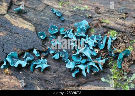 Chlorociboria aeruginascens, comunemente nota come coppa verde o coppa di legno verde, fungo selvatico proveniente dalla Finlandia Foto Stock