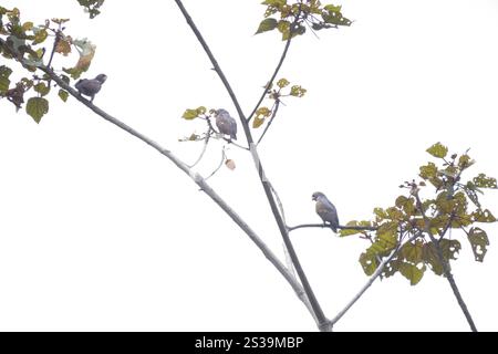 Pappagallo alato in bronzo (Pionus chalcopterus) Foto Stock