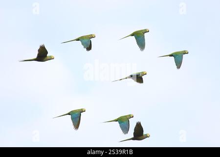 Macaw con panciotto rosso (Orthopsittaca manilatus) Foto Stock