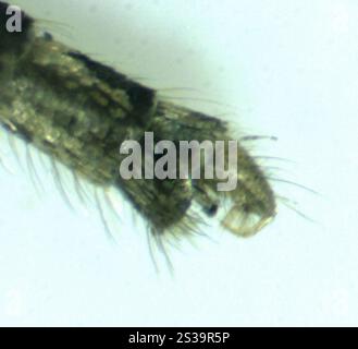 Southern House Mosquito (Culex quinquefasciatus) Foto Stock