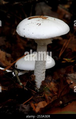 Angelo distruttivo nordamericano orientale (Amanita bisporigera) Foto Stock
