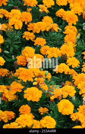 Un gran numero di bellissime calendule gialle fiorite in un letto di fiori all'aperto. Vista dall'alto. Un gran numero di bellissime calendule gialle fiorite in una Foto Stock