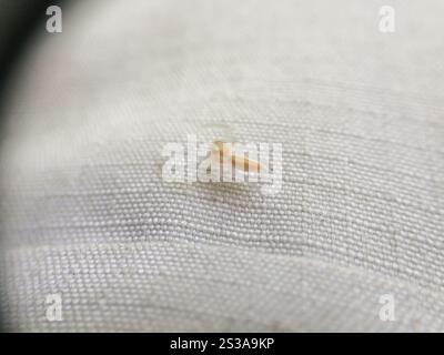 Ragno saltellante con mascelle bianche (Hentzia mitrata) Foto Stock