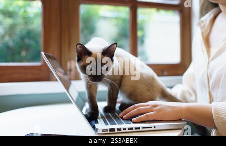 Animali gatto che si comporta come un essere umano. Cat che lavora al computer portatile con gatto siamese Foto Stock
