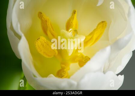 Bellissimo fiore di tulipani bianco isolato su Uno sfondo bianco brillante, aperto con centro giallo. Foto Stock