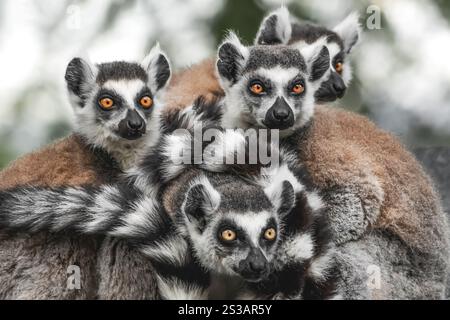 Coccolato Monkey Gang Foto Stock