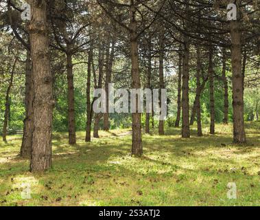 Percorso lungo la foresta di inizio estate isolato nel primo piano. Sentiero nella foresta. Foto Stock