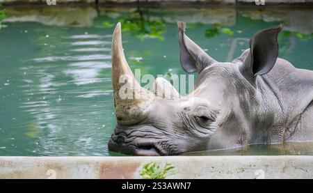 Questa immagine mostra un grande rinoceronte grigio che si rilassa in una piscina d'acqua in uno zoo in una giornata di sole. Il rinoceronte è disteso su un lato con la testa Foto Stock