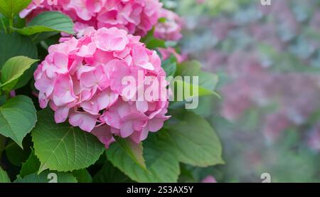 Questa immagine mostra un primo piano di una grande ortensia rosa in fiore in un giardino. L'ortensia è in piena fioritura, con i suoi molti piccoli fiori Foto Stock