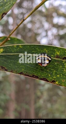 Ragno a due spine (Poecilopachys australasia) Foto Stock