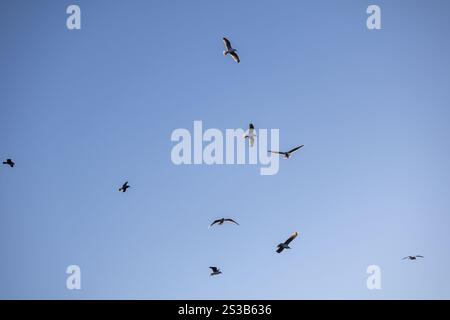 Il maestoso gregge di gabbiano si innalza attraverso un cielo blu. Foto ravvicinata. Foto Stock