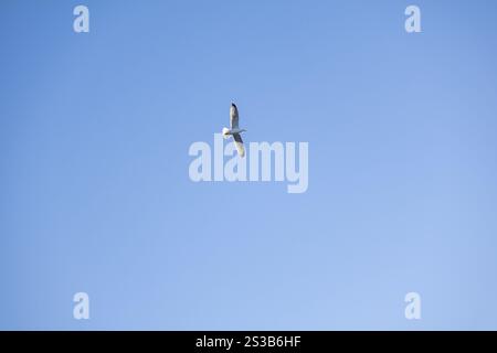 Un maestoso gabbiano si libra attraverso un cielo blu. Foto ravvicinata. Foto Stock