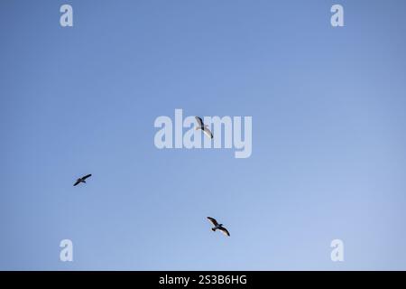 Il maestoso gabbiano a tre gabbiano si innalza attraverso un cielo blu. Foto ravvicinata. Foto Stock