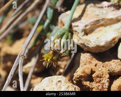 Pioli di ciabattino nativi (Glossocardia bidens) Foto Stock