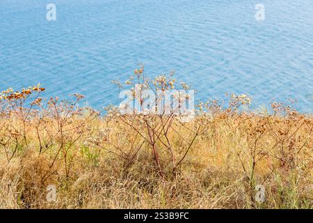 Prato bruciato dal sole sulla cima della penisola di Sevan da vicino e acqua del lago Sevan sullo sfondo vicino al monastero di Sevanavank Sevan, in Armenia, durante il sole del giorno estivo Foto Stock