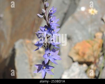 Sun profumata Orchidea (Thelymitra macrophylla) Foto Stock