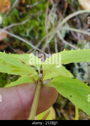 Boodland Beardtongue (Nothochelone nemorosa) Foto Stock