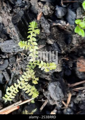 Spikemoss del prato (Selaginella apoda) Foto Stock
