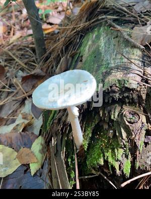 Angelo distruttivo nordamericano orientale (Amanita bisporigera) Foto Stock