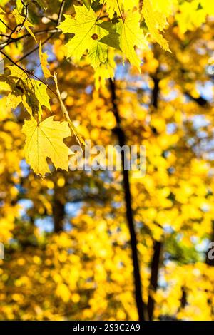 foglie d'acero gialle illuminate dal sole e foglie gialle di alberi sullo sfondo del parco cittadino in un giorno d'autunno soleggiato. Concentrati sulle foglie in primo piano Foto Stock