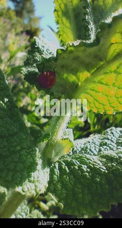 Pulitissima Lady Beetle (Cycloneda sanguinea) Foto Stock