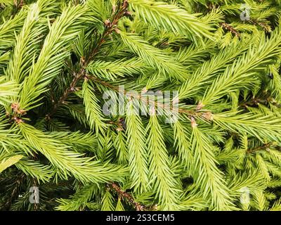 sfondo aghi abete rosso Foto Stock