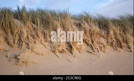 Weststrand Hörnum auf der Insel Sylt, der kilometerlange Dünenstrand ist ein Markenzeichen der nördlichsten Insel Deutschlands 04.01.25 *** Weststrand Hörnum sull'isola di Sylt, la spiaggia di dune lunga chilometri è un marchio registrato dell'isola più settentrionale della Germania 04 01 25 Foto Stock