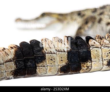 Concentrati sulla coda di un coccodrillo filippino in primo piano con la testa sfocata sullo sfondo, Crocodylus mindorensis, isolato sul bianco Foto Stock