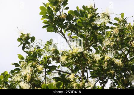 Fagioli di perle (Maerua angolensis angolensis) Foto Stock