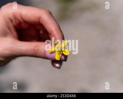 Primo piano di una mano che tiene in mano un piccolo fiore giallo a tazza. Foto Stock