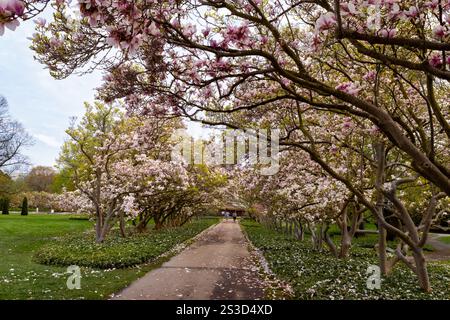 Camminando sotto gli alberi di magnolia alle Cascate del Niagara Foto Stock