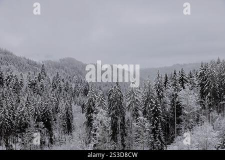 Foresta Nera con alberi innevati e cime degli alberi in inverno Foto Stock
