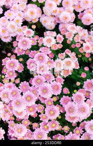 Fiori di crisantemo rosa floreale autunnale, vista dall'alto. Foto Stock
