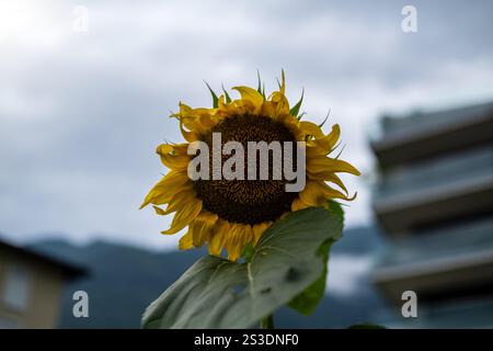 Vista di un girasole su un cielo nuvoloso nel villaggio di Muralto, con case su entrambi i lati e montagne sullo sfondo. Presa nell'estate 2021 Foto Stock