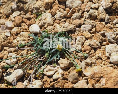 Pioli di ciabattino nativi (Glossocardia bidens) Foto Stock