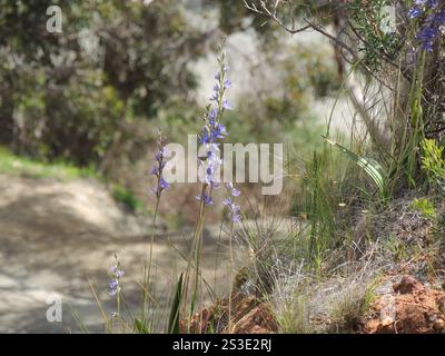 Sun profumata Orchidea (Thelymitra macrophylla) Foto Stock