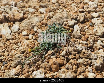 Pioli di ciabattino nativi (Glossocardia bidens) Foto Stock