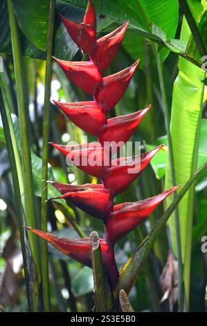 Red Heliconia Bihai "Balisier" (Red Palulu) Fiore coltivato al giardino Jardin de Balata, Fort-de-France, Martinica, Indie occidentali, Caraibi. Foto Stock