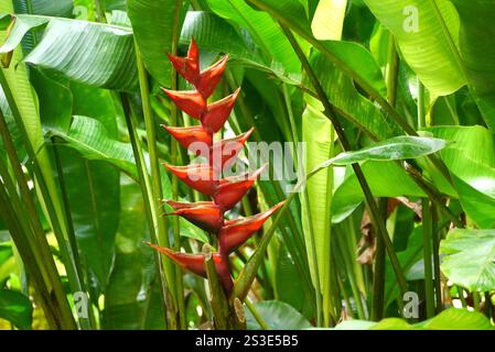 Red Heliconia Bihai "Balisier" (Red Palulu) Fiore coltivato al giardino Jardin de Balata, Fort-de-France, Martinica, Indie occidentali, Caraibi. Foto Stock