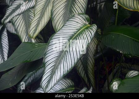 Foglie di Goeppertia Ornata "pin-Stripe Calathea" a righe coltivate al Jardin de Balata Garden, Fort-de-France, Martinica, Indie occidentali, Caraibi. Foto Stock