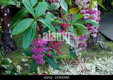 Le bacche Pink Medinilla magnifica "Rose Grape" coltivate al Jardin de Balata Garden, Fort-de-France, Martinica, Indie occidentali, Caraibi. Foto Stock