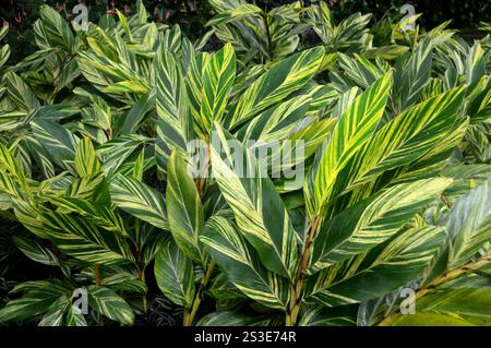 Foglie di Alpinia Zerumbet variegate verde/giallo coltivate al Jardin de Balata Garden, Fort-de-France, Martinica, Indie occidentali, Caraibi. Foto Stock