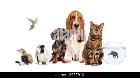 Gruppo di animali domestici, compresi cani, gatto, coniglio, furetto, topo, tartaruga e parakeet in posa insieme su uno sfondo bianco Foto Stock