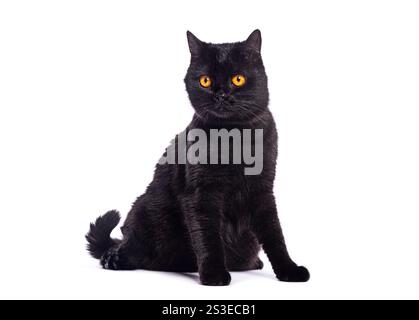 Foto in studio di un gatto britannico shorthair nero seduto e in posa su sfondo bianco Foto Stock