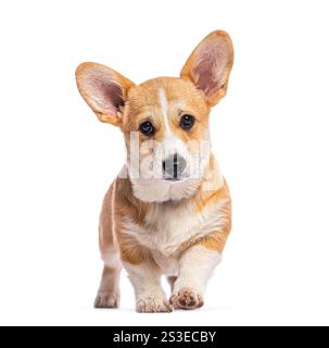 Simpatico cucciolo di corgi gallese pembroke che cammina e guarda, isolato su sfondo bianco Foto Stock