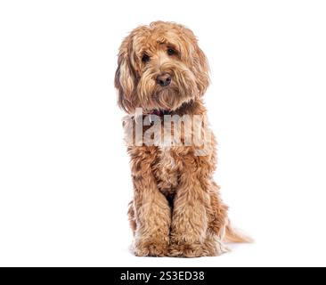 Adorabile cucciolo di labradoodle australiano seduto e guardando la macchina fotografica su sfondo bianco Foto Stock