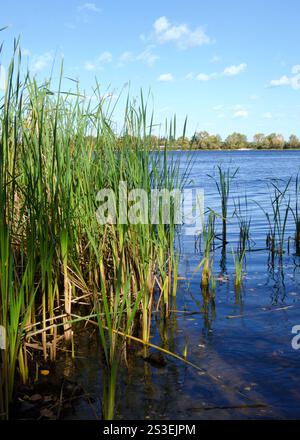 Canne verdi che crescono sulla riva del fiume. Canne verdi sullo sfondo di nuvole blu. Foto Stock