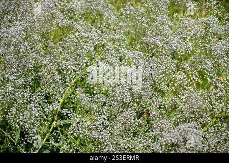 Sfondo floreale leggero di Gypsophila Paniculata, respiro del bambino. Full frame. Gypsophila ha molti piccoli fiori bianchi su delicati rami verdi Foto Stock