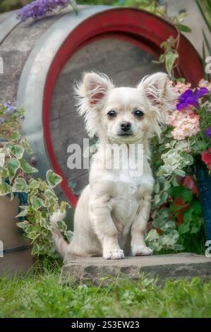 Chihuahua maschio dai capelli lunghi color crema, seduto in un giardino fiorito, con vista frontale di un simpatico cagnolino di 5 mesi Foto Stock