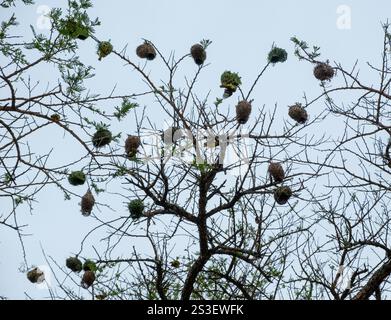 Uccelli tessitori sui rami degli alberi, cielo nuvoloso, colonia di nidi intrecciati a forma di pendente e tessitori su un albero di acacia africano in Sud Africa Foto Stock